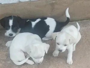 Cachorro raça SRD-ViraLata idade Abaixo de 2 meses nome Filhotes fêmeas 