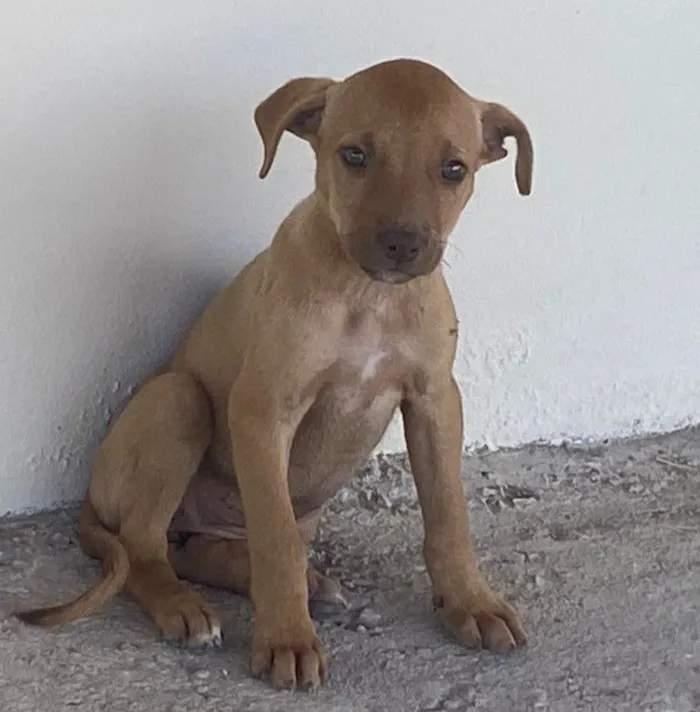 Cachorro raça SRD-ViraLata idade Abaixo de 2 meses nome PRINCESA