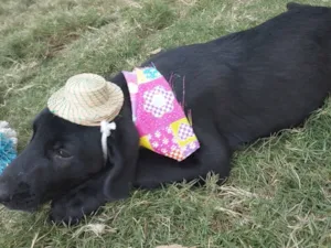 Cachorro raça SRD-ViraLata idade Abaixo de 2 meses nome PRINCESA