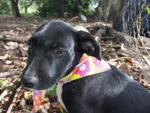 Cachorro raça SRD-ViraLata idade 2 a 6 meses nome BYONCE