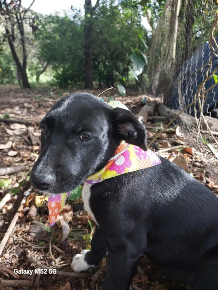 Cachorro raça SRD-ViraLata idade Abaixo de 2 meses nome LOLA