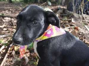 Cachorro raça SRD-ViraLata idade Abaixo de 2 meses nome LOLA
