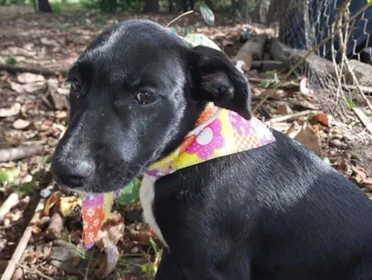 Cachorro raça SRD-ViraLata idade Abaixo de 2 meses nome LOLA