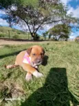 BONECA