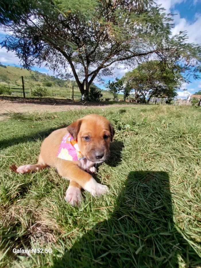 Cachorro raça SRD-ViraLata idade Abaixo de 2 meses nome BONECA