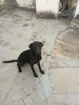 PRETINHA