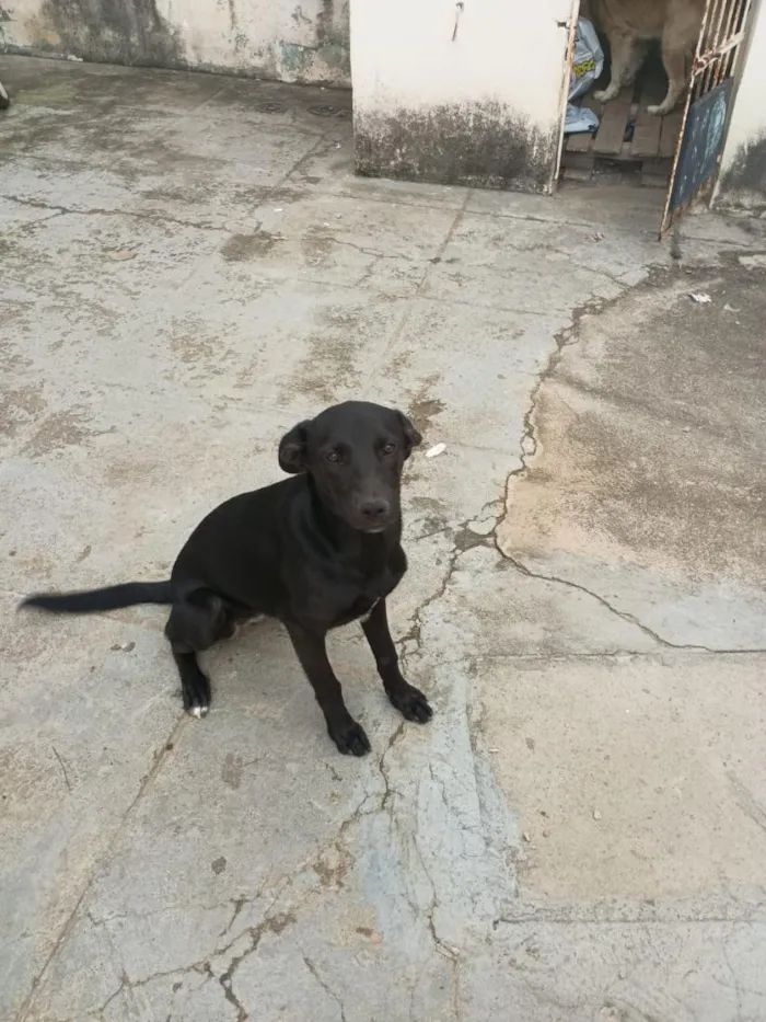 Cachorro raça SRD-ViraLata idade 1 ano nome PRETINHA