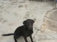 PRETINHA