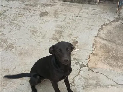 Cachorro raça SRD-ViraLata idade 1 ano nome PRETINHA