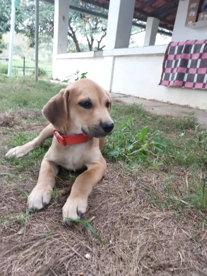 Cachorro raça SRD-ViraLata idade 2 a 6 meses nome PERDIGUEIRA