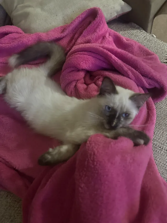 Gato raça SRD-ViraLata idade 2 a 6 meses nome Luna 