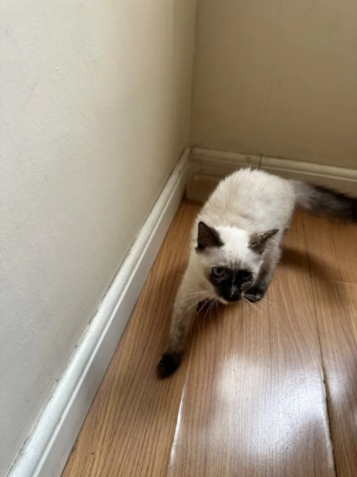 Gato raça SRD-ViraLata idade 2 a 6 meses nome Luna 