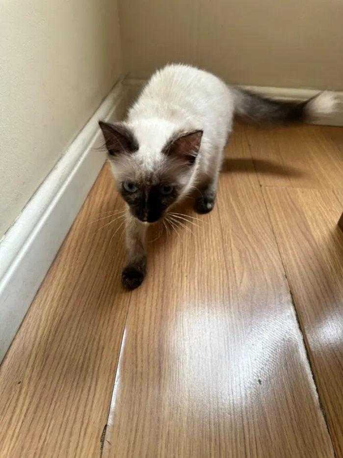 Gato raça SRD-ViraLata idade 2 a 6 meses nome Luna 