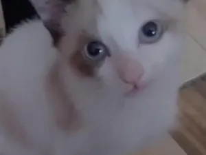 Gato raça SRD-ViraLata idade 2 a 6 meses nome sem nome