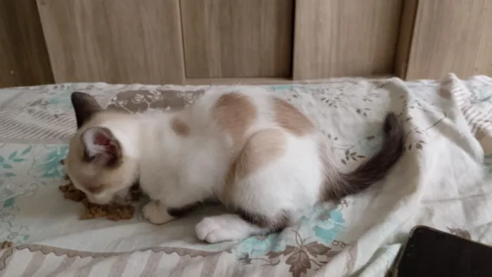 Gato raça SRD-ViraLata idade 2 a 6 meses nome sem nome