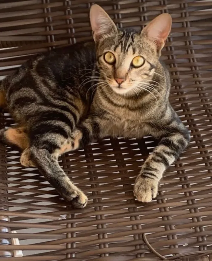 Gato raça SRD-ViraLata idade 2 anos nome Chiara 