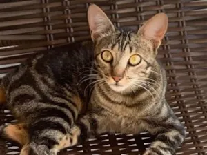 Gato raça SRD-ViraLata idade 2 anos nome Chiara 