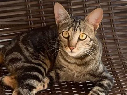 Gato raça SRD-ViraLata idade 2 anos nome Chiara 