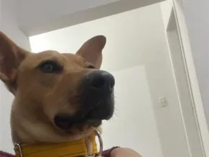 Cachorro raça SRD-ViraLata idade 1 ano nome Max