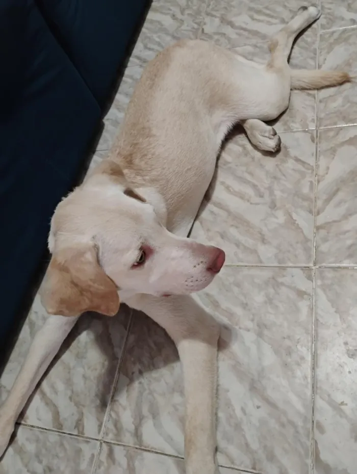Cachorro raça SRD-ViraLata idade 7 a 11 meses nome Maya