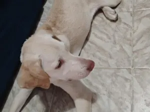Cachorro raça SRD-ViraLata idade 7 a 11 meses nome Maya