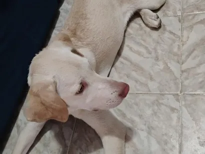 Cachorro raça SRD-ViraLata idade 7 a 11 meses nome Maya