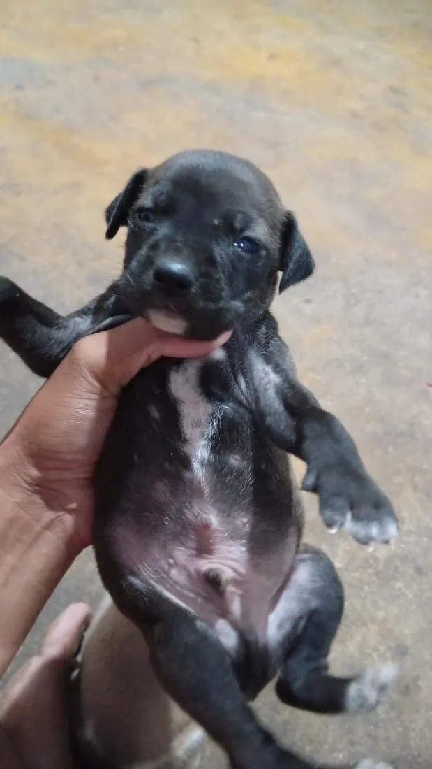 Cachorro raça SRD-ViraLata idade Abaixo de 2 meses nome Nao tem ainda 