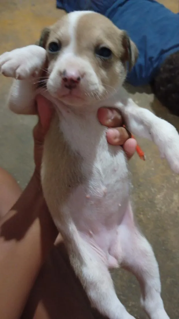 Cachorro raça SRD-ViraLata idade Abaixo de 2 meses nome Nao tem ainda 
