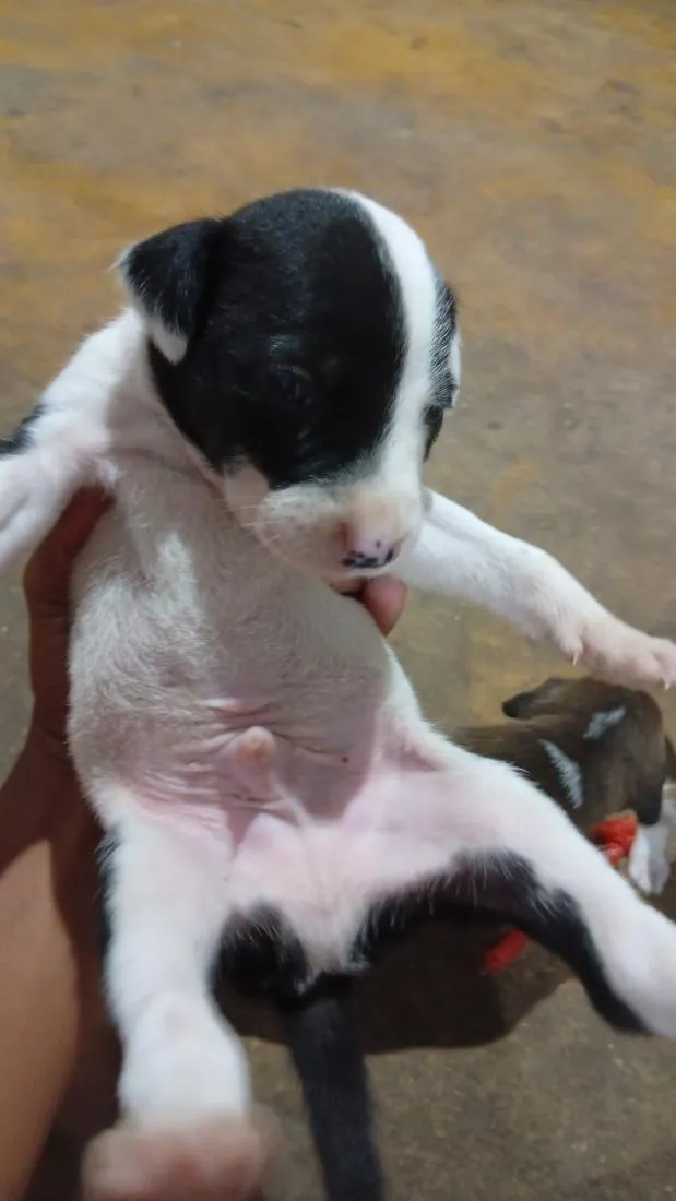 Cachorro raça SRD-ViraLata idade Abaixo de 2 meses nome Nao tem ainda 