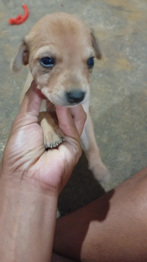 Cachorro raça SRD-ViraLata idade Abaixo de 2 meses nome Nao tem ainda 