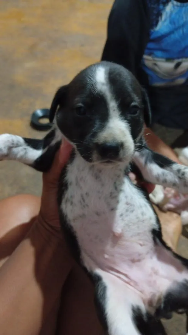 Cachorro raça SRD-ViraLata idade Abaixo de 2 meses nome Nao tem ainda 