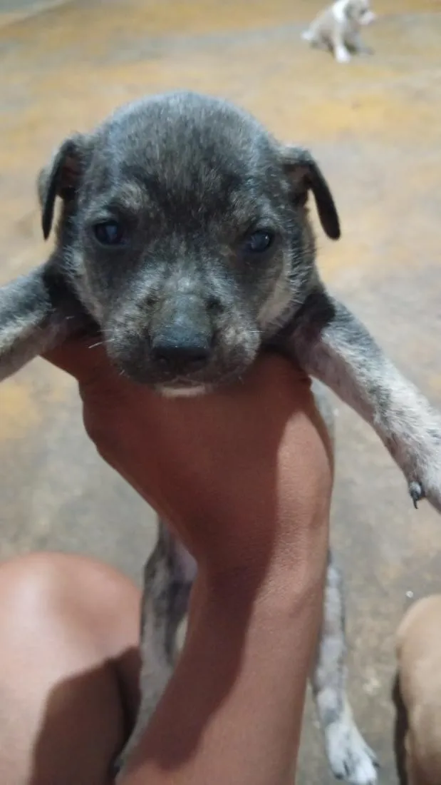 Cachorro raça SRD-ViraLata idade Abaixo de 2 meses nome Nao tem ainda 