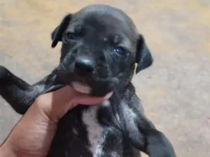 Cachorro raça SRD-ViraLata idade Abaixo de 2 meses nome Nao tem ainda 