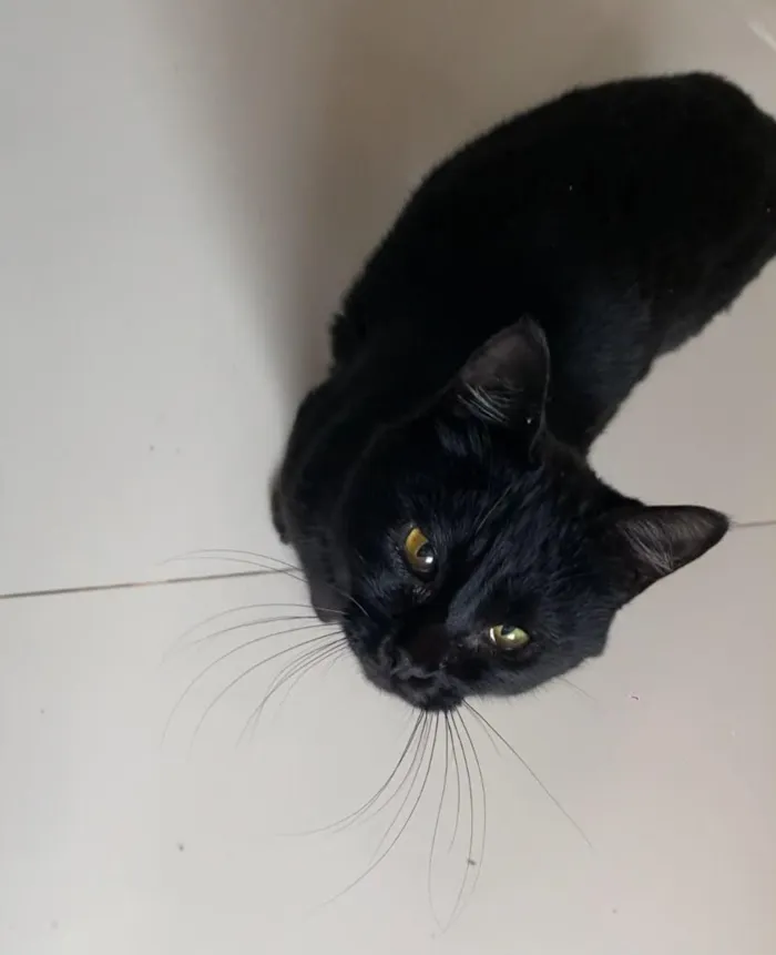 Gato raça SRD-ViraLata idade 1 ano nome sem nome