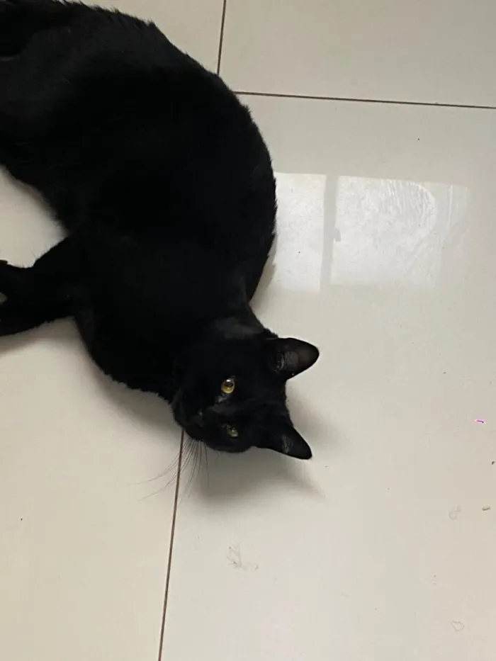Gato raça SRD-ViraLata idade 1 ano nome sem nome