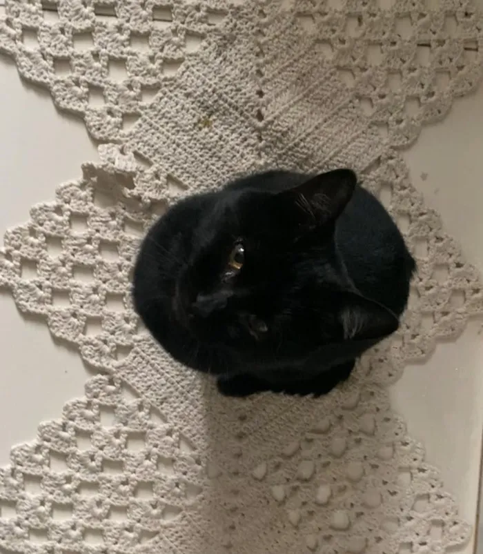 Gato raça SRD-ViraLata idade 1 ano nome sem nome