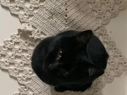 Gato raça SRD-ViraLata idade 1 ano nome sem nome