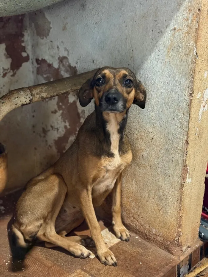 Cachorro raça SRD-ViraLata idade 2 anos nome Mel