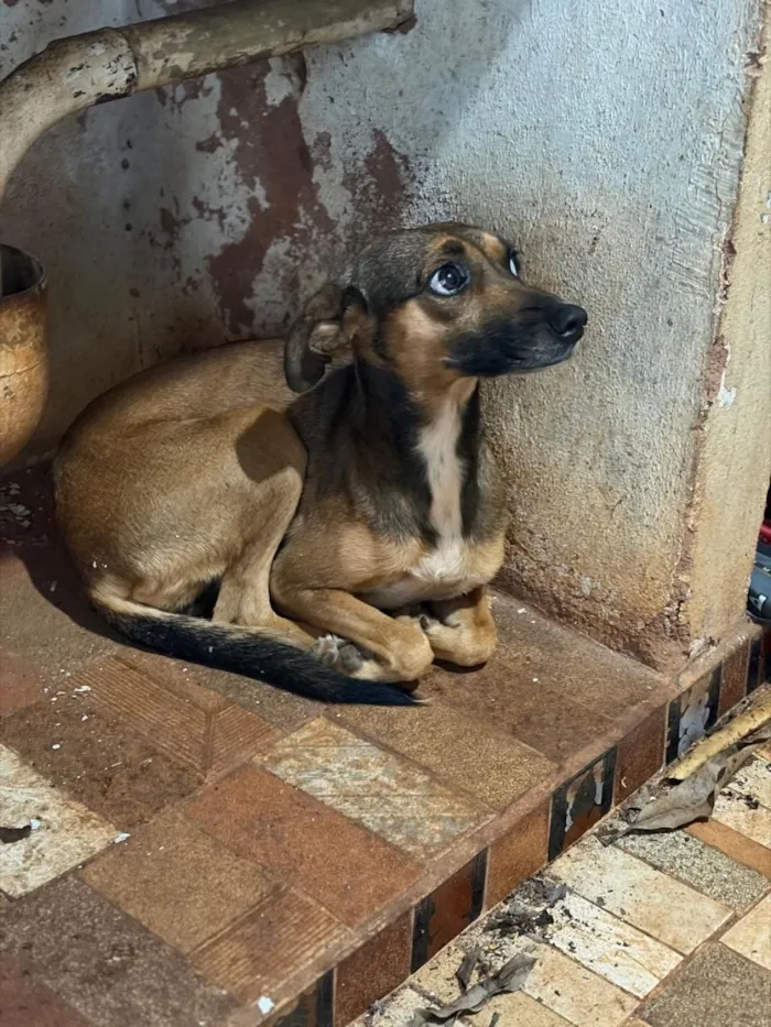 Cachorro raça SRD-ViraLata idade 2 anos nome Mel