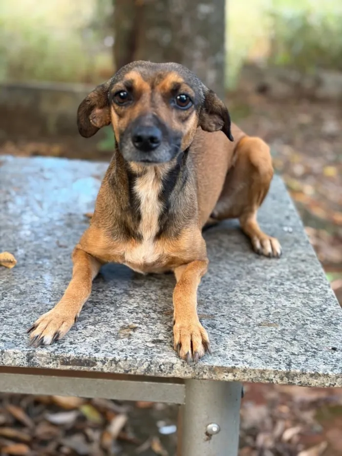 Cachorro raça SRD-ViraLata idade 2 anos nome Mel