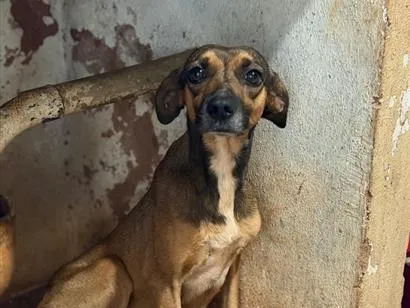 Cachorro raça SRD-ViraLata idade 2 anos nome Mel