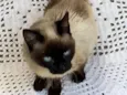 Leoninha