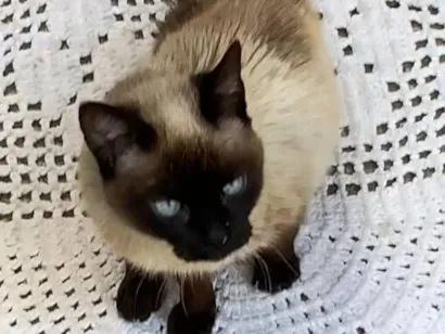 Gato raça Siamês idade 4 anos nome Leoninha