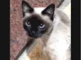 Leoninha