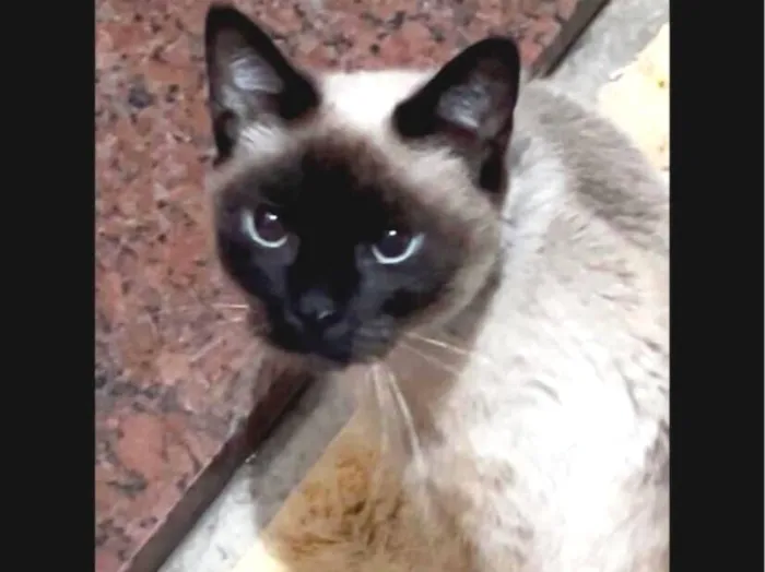 Gato raça Siamês idade 4 anos nome Leoninha
