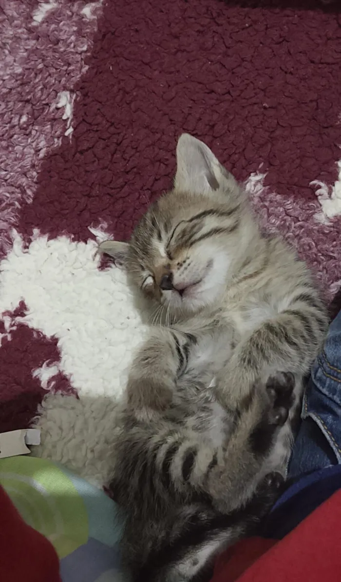 Gato raça SRD-ViraLata idade 2 a 6 meses nome tigradinho 