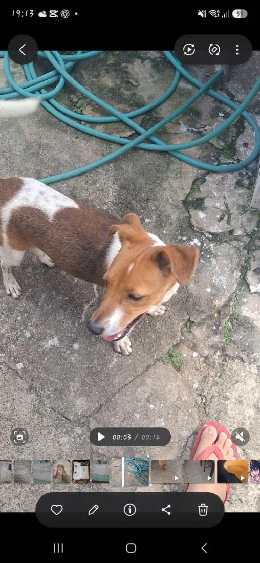 Cachorro raça SRD-ViraLata idade  nome Duque