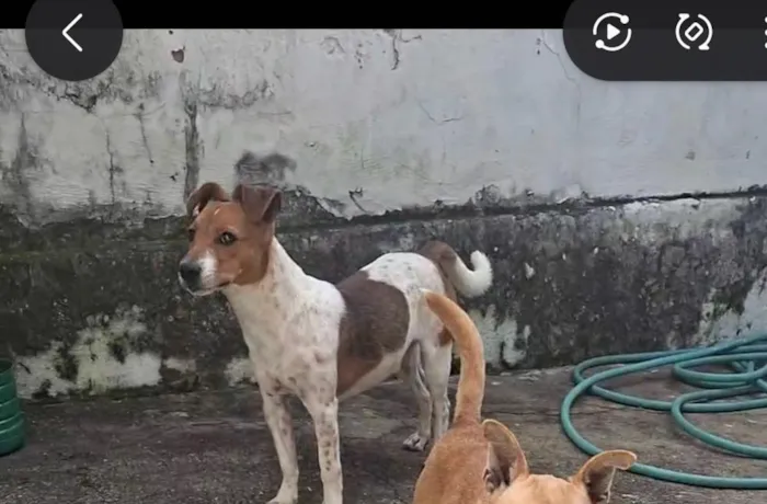Cachorro raça SRD-ViraLata idade  nome Duque