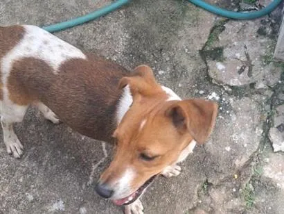 Cachorro raça SRD-ViraLata idade  nome Duque
