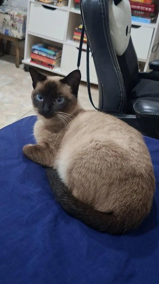 Gato raça Siamês idade 2 a 6 meses nome Franboesa